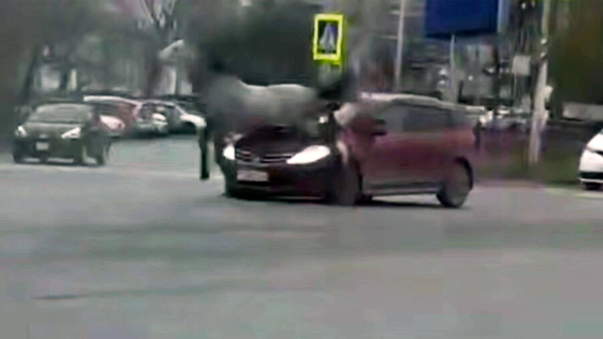 В российском городе лошадь выбежала на дорогу, запрыгнула на машину