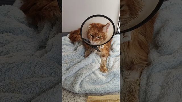 Слева или справа домашний котик?
Огонек и его шикарное преображение.