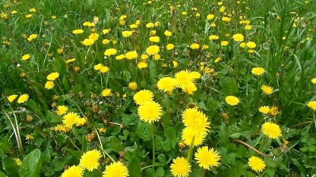 ЙөрәкТау!  / Видео 1 /.