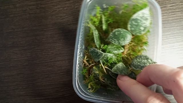 Простой способ размножения хойи в домашних условиях. Черенкование хой
