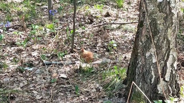 Щупленькая весенняя белочка 🐿️ грызёт сосновую шишку 🍍, Академгородок! A squirrel is gnawing a con