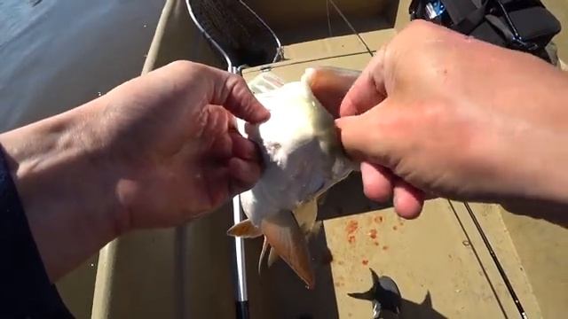 Они разгибают крючки и рвут леску!!! Мы не ожидали такой рыбалки здесь!! Рыбалка на спиннинг.