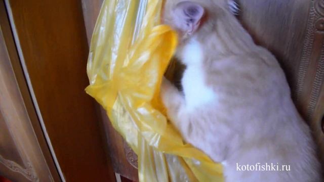 Котенок спасает друга из пакета | Ginger kittens against a plastic bag