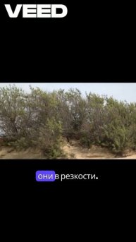 Фокус пикинг на дюнах // VEED