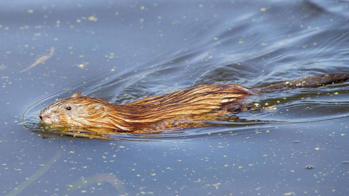Нутрия или водяная крыса, а моЖе андатра.