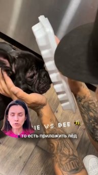 Укус осы или пчелы - Что делать срочно чтобы спасти