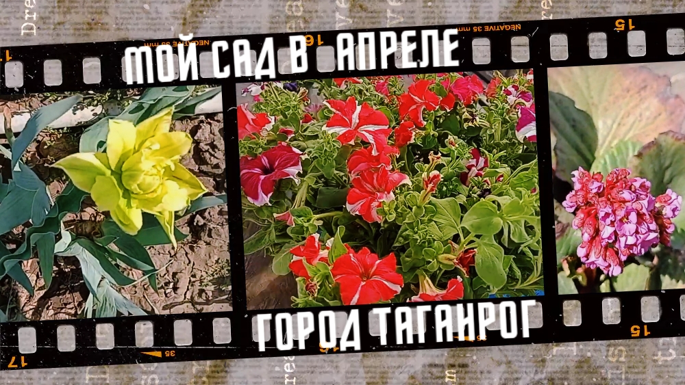 Мой сад в апреле, город Таганрог.