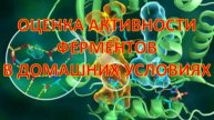 ОЦЕНКА АКТИВНОСТИ ФЕРМЕНТОВ В ДОМАШНИХ УСЛОВИЯХ. (опыт 1)