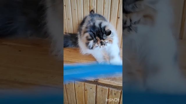 ТРЕХЦВЕТНАЯ 🥰