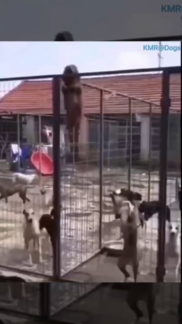 Вижу цель, не вижу препятствия😎😂 ( видео про собак )