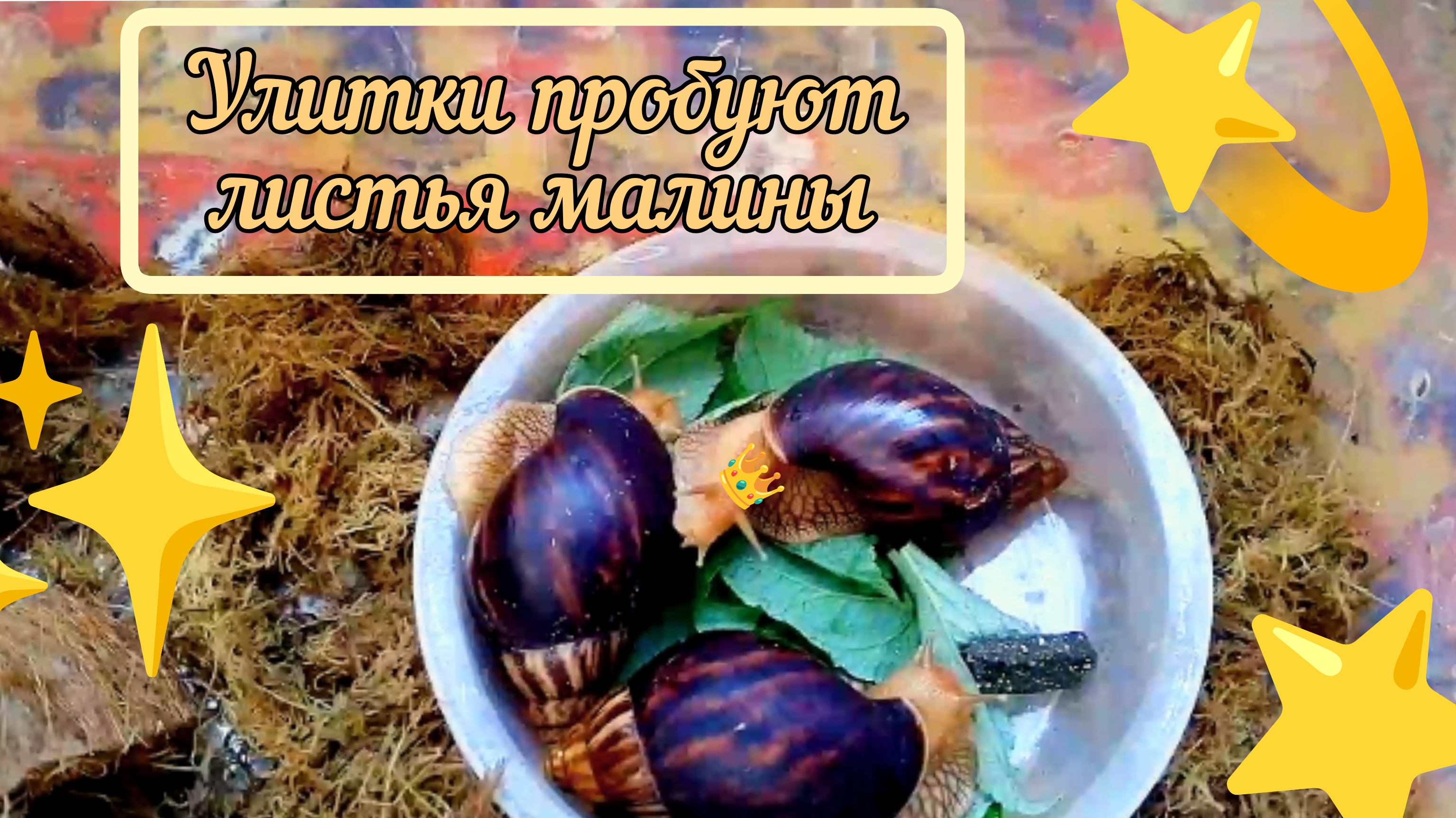 ✨🐌Улитки пробуют листья малины🐌✨