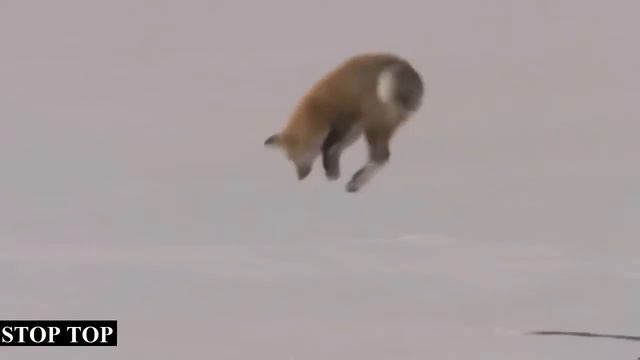 Приколы для взрослых 18+