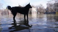 Вода прибывает: в Тюменской области ухудшилась ситуация с паводком