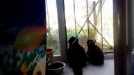 Интересно котятам.