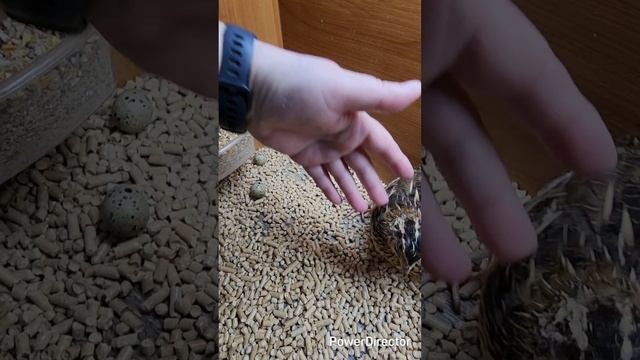 Домашняя мини ФЕРМА. Своя еда дома.