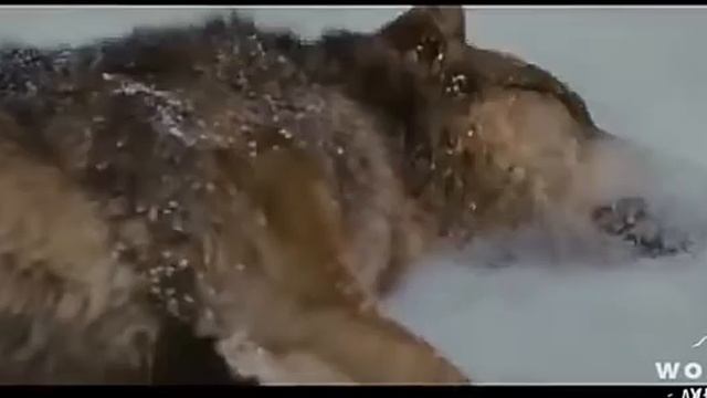 Клип ~Не сдавайся~