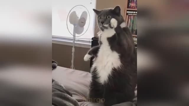 🤣🤣🤣 СМЕШНЫЕ ЖИВОТНЫЕ ЛУЧШИЕ ПРИКОЛЫ С КОТАМИ, СОБАКАМИ, ЖИВОТНЫЕ, СМЕШНЫЕ ВИДЕО