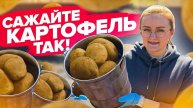 🥔 ПРОСТЫЕ ПРАВИЛА ПОСАДКИ КАРТОФЕЛЯ – чтобы урожай был ведро с куста!