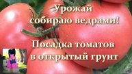 🍅 ПОСАДКА ТОМАТОВ В ОТКРЫТЫЙ ГРУНТ: рассадой и семенами
