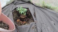 УДИВИТЕЛЬНЫЙ СЕКРЕТ! 2 ЛОЖКИ, КОТОРЫЕ ПОДНИМУТ ВАШИ ТОМАТЫ, ОГУРЦЫ И ПЕРЦЫ К РЕКОРДНЫМ УРОЖАЯМ! В...