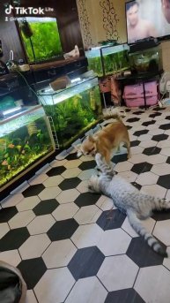 чихуахуа и шотландская кошка