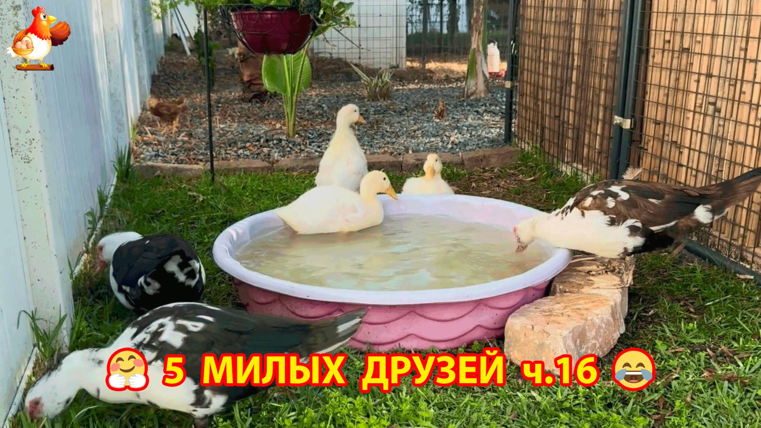 Три Утенка и два Цыпленка милые пушистики на солнышке гуляют ❣️🤗🥰 эпизод (16)