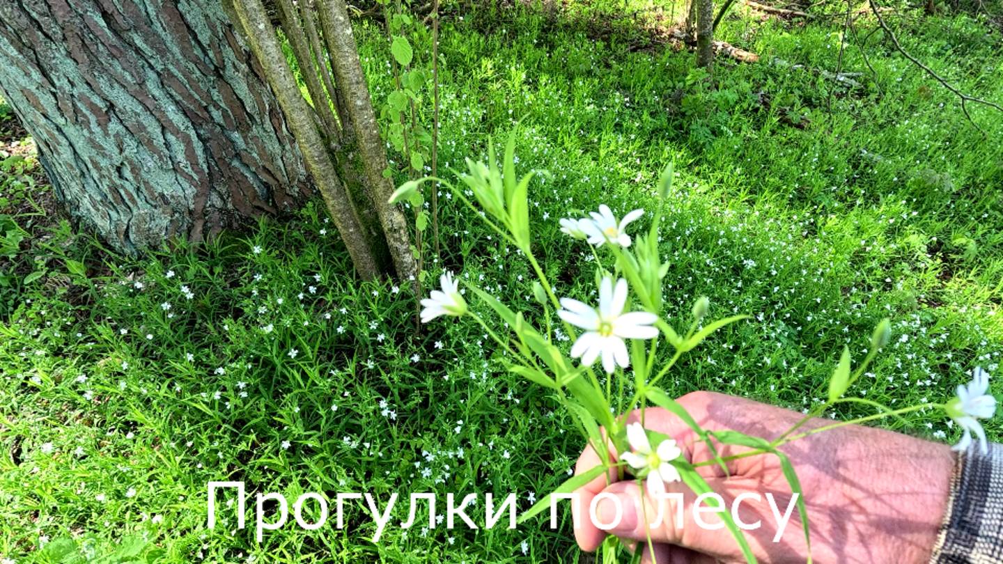 Прогулки по лесу. Поднимаюсь на горку. Звездчатка.