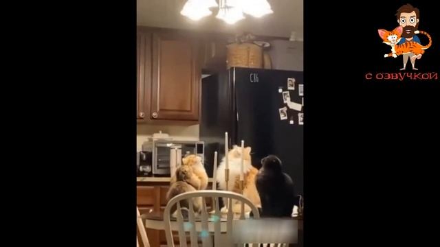 Приколы С КОТАМИ! Самые смешные животные С ОЗВУЧКОЙ! УГАР ДО СЛЁЗ!