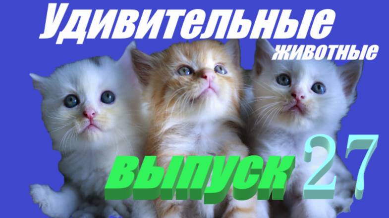 Удивительные животные выпуск 27