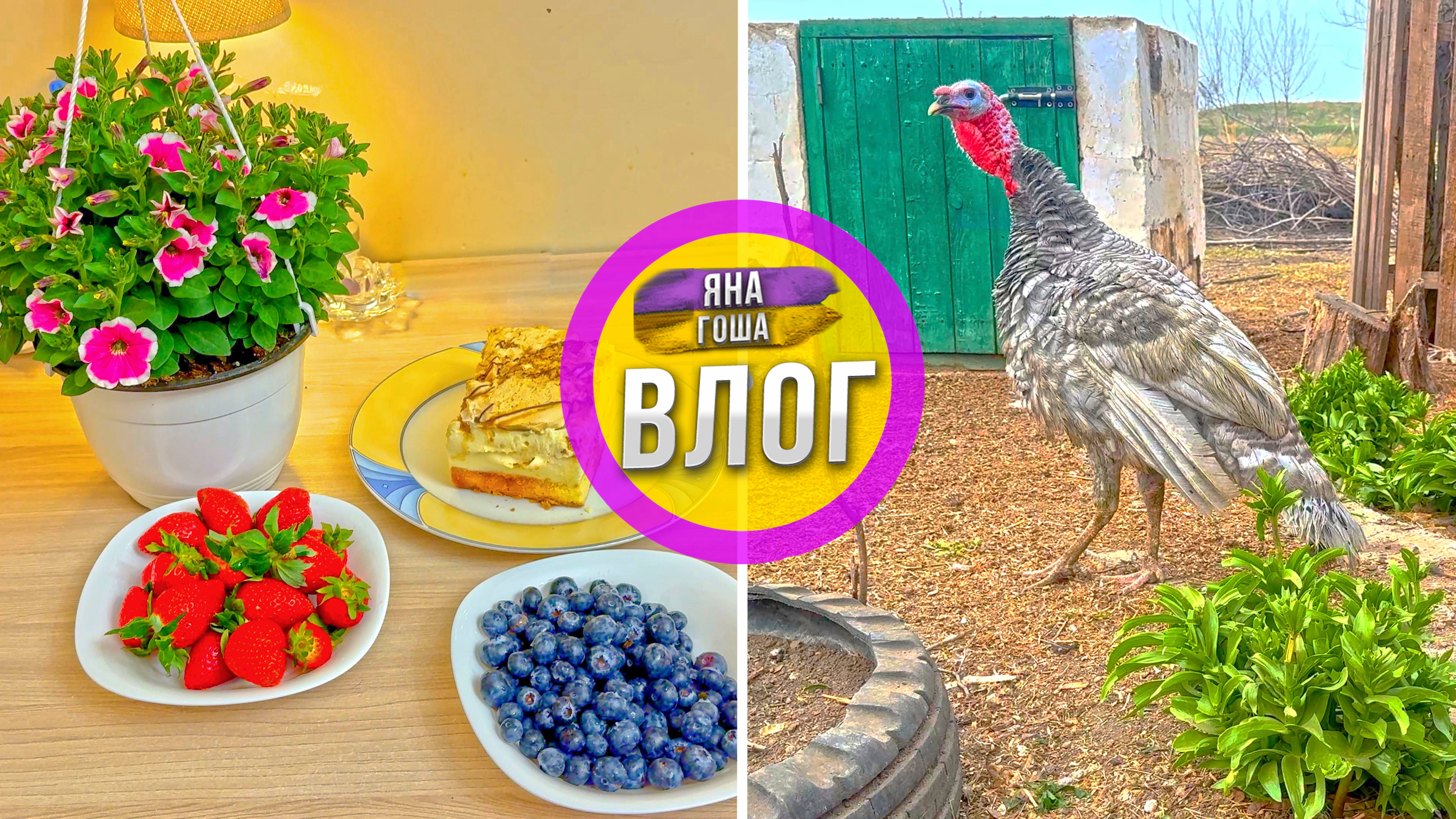 Что с новым индюком? Муж сделал сюрприз всей семье!