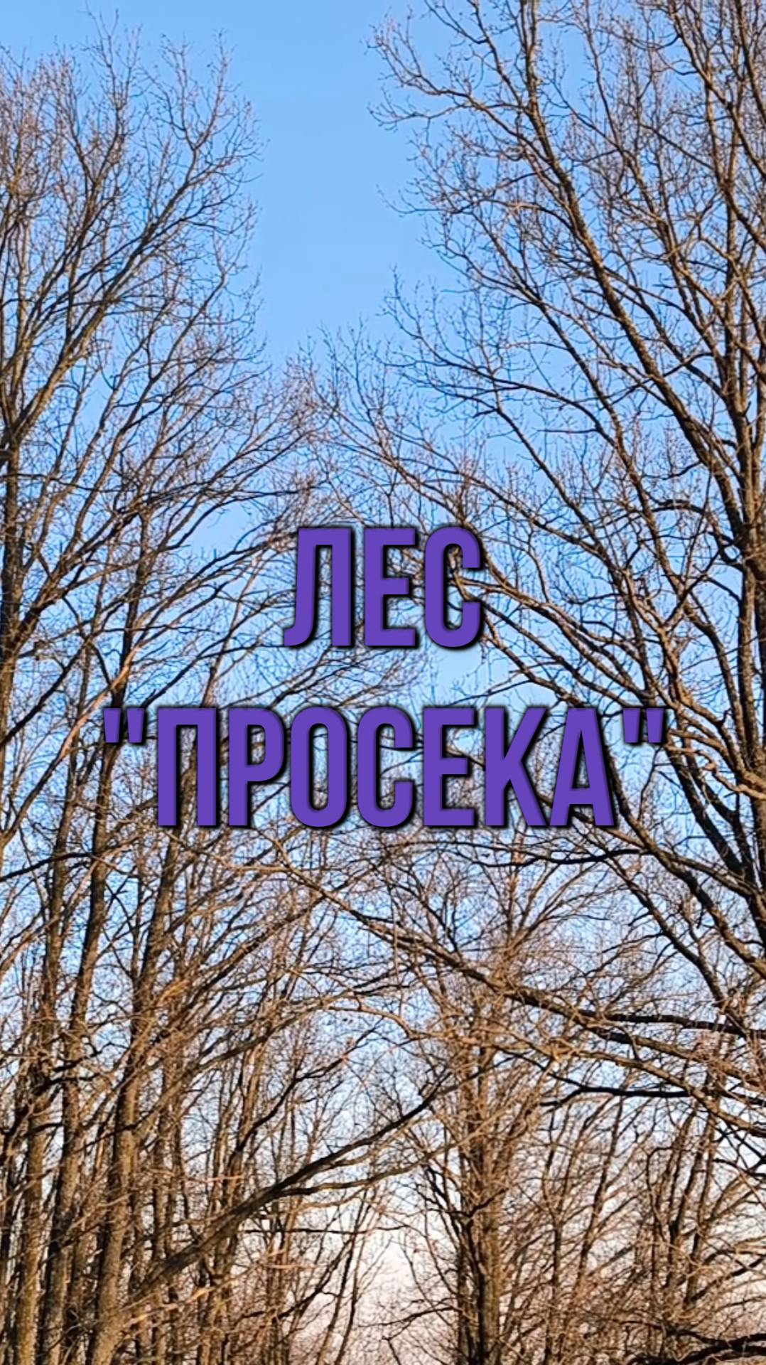 Лес Просека. Аргамач-Пальна