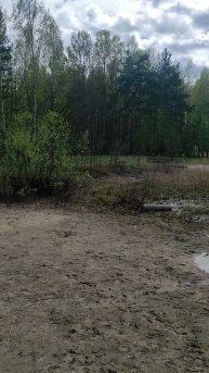 Весенний лес у озера