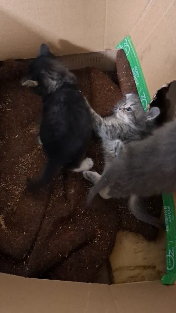 Котята