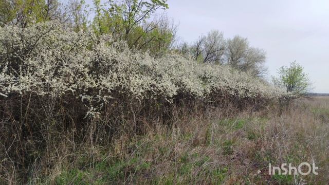С добрым утром из Сладково! Наша природа.