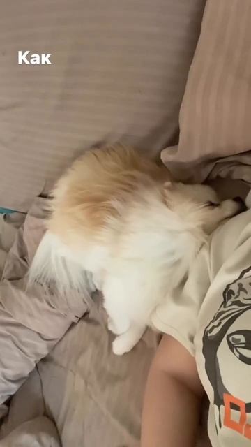 #шпиц  #померанскийшпиц #собака  #смешноевидео  #новосибирск #pomeranian