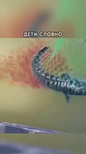 Клип @mem_archive