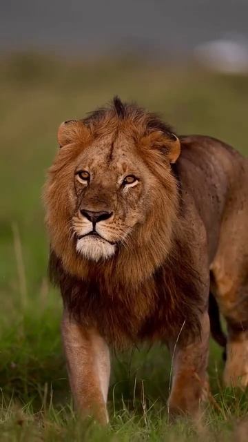 🦁 Грива — символ силы!