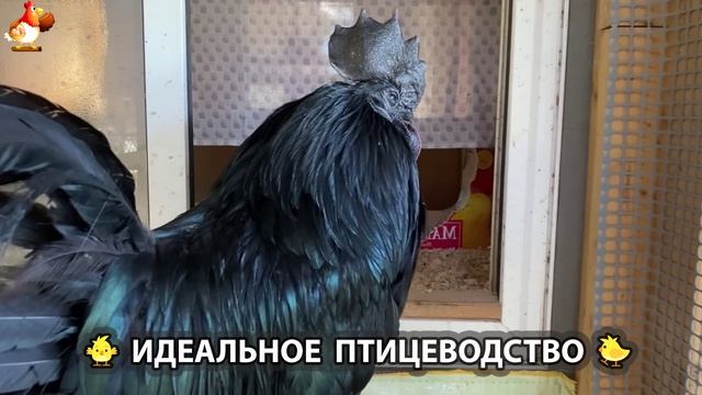 Идеальное птицеводство достойно восхищения 🐓🦆🦢🦚🦃🐔 эпизод (171)