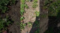 Ранняя клубника появились ягоды.