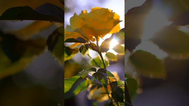 VID-20250505-WA0001.mp4