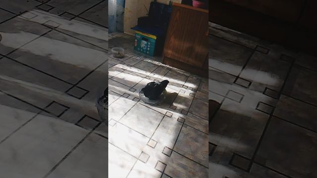 Голубь Кеша учится купаться.mp4