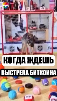 🤣 КОГДА ЖДЕШЬ ВЫСТРЕЛА БИТКОИНА СРЕДИ КУЧИ ЩИТКОИНОВ