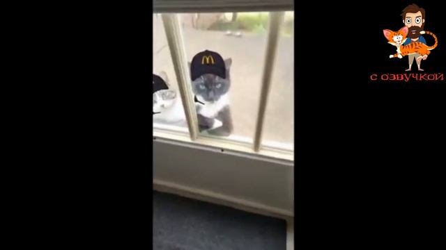 Приколы с котами! Смешная озвучка животных! СМЕШНЫЕ КОШКИ И ДРУГИЕ ЖИВОТНЫЕ!
