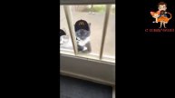 Приколы с котами! Смешная озвучка животных! СМЕШНЫЕ КОШКИ И ДРУГИЕ ЖИВОТНЫЕ!