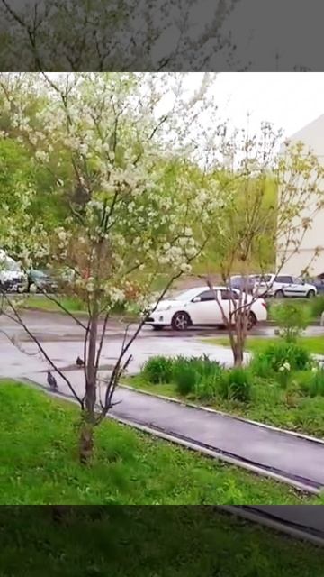 Расцвела под окошком белоснежная вишня 03.05.2025