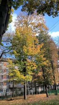 Осенние деревья