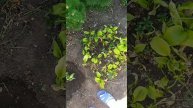 Посадила цветы и посеяла морковь, редис и зелень.