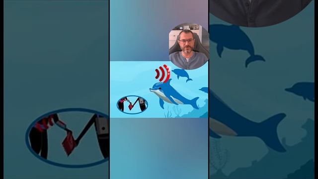 ИИ учитcя понимать дельфинов