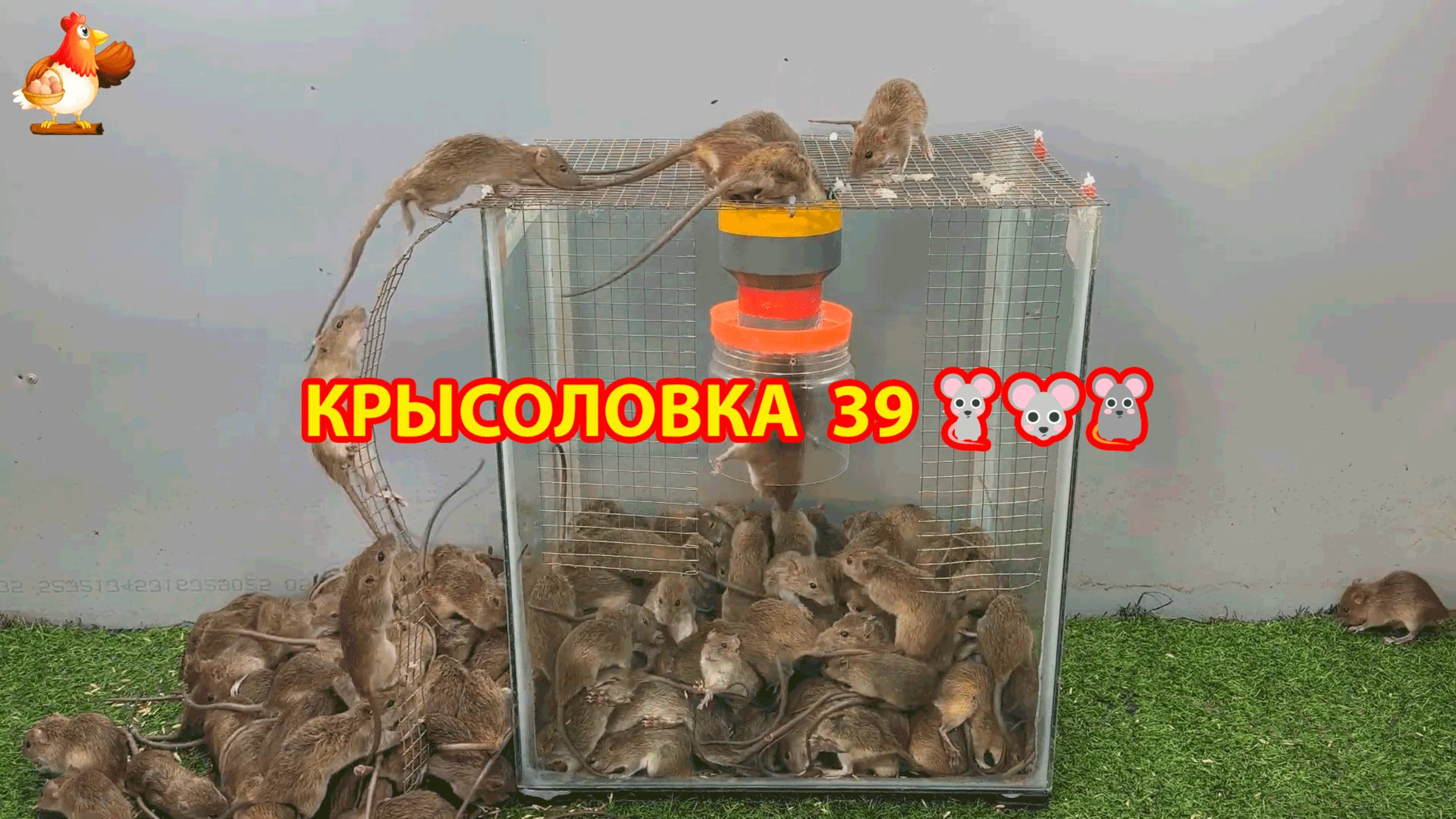 Крысоловка вариант (39) 🐀 Как сделать крысоловку своими руками и поймать кучу крыс 🐀🐁🐀
