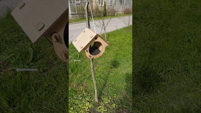 Под деревом, где кормушки для птиц взошли подсолнухи